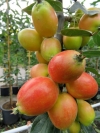 Special Tree Offer 2016 - 8th September 2016