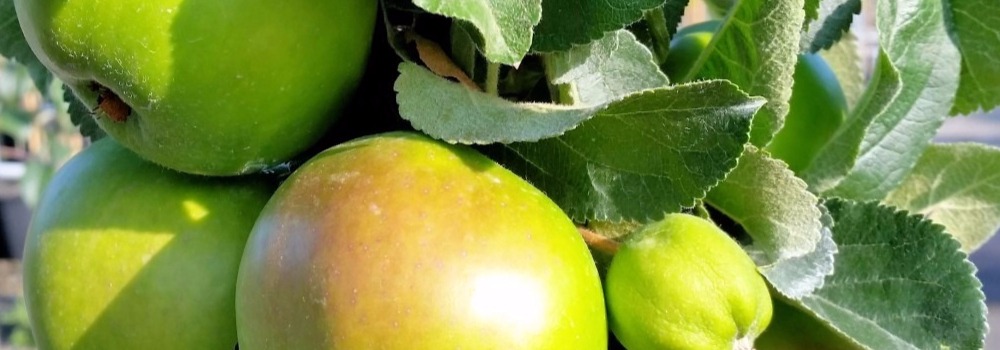 Fruit Trees