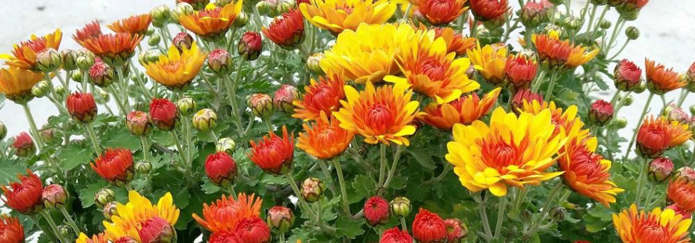 Irish-Grown Chrysanths