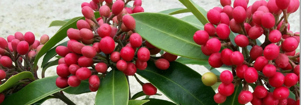 Skimmia