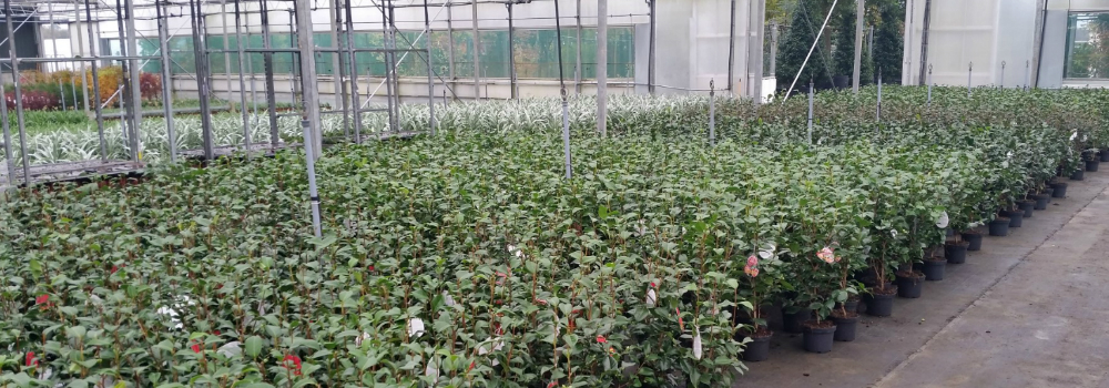Camellia