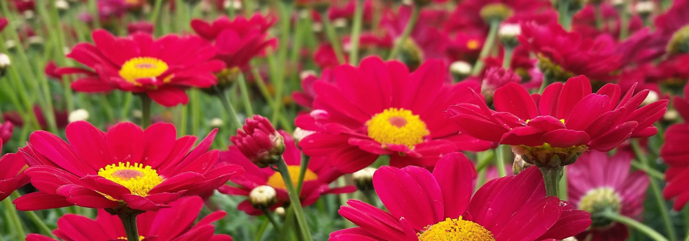 Chrysanthemum