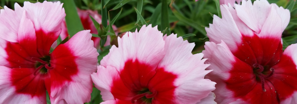 Dianthus