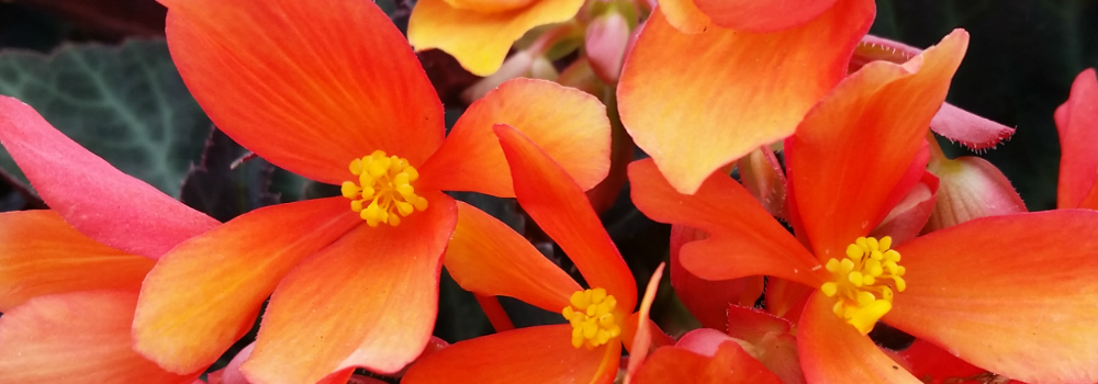 Begonia