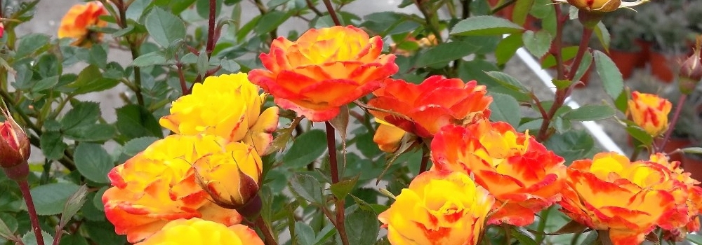 1/2 Standard Roses