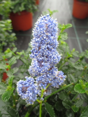 Ceanothus