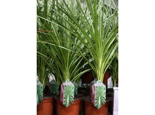 Cordyline