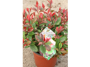 Photinia