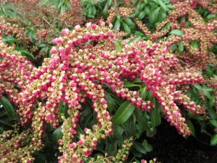 Pieris