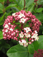 Viburnum