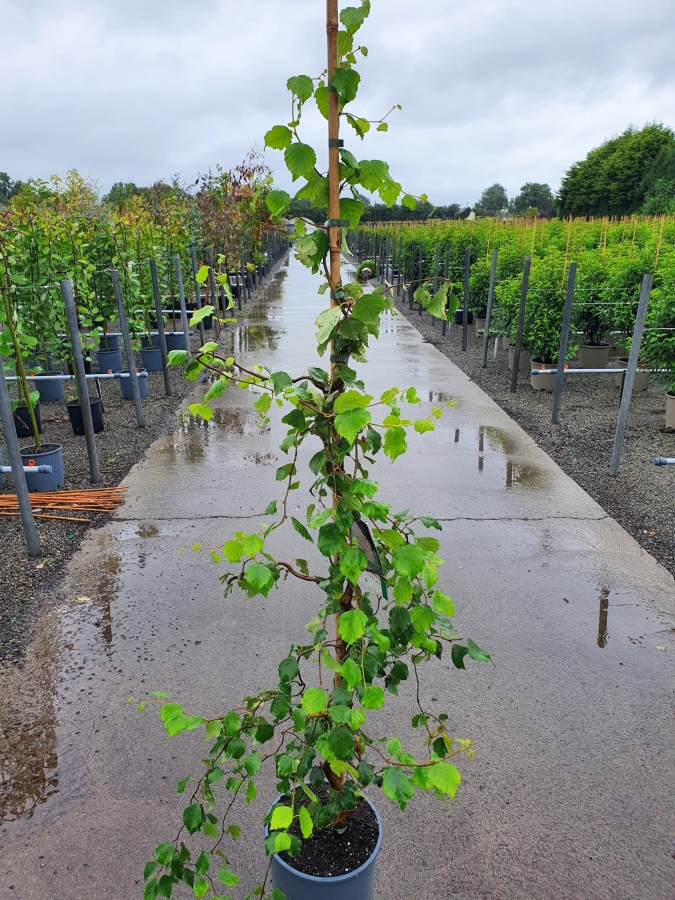 Betula pendula spider alley
