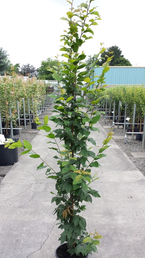 Carpinus b. fastigiata
