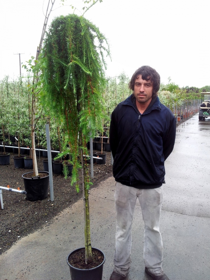 Larix k. stiff weeping - Top-Graft