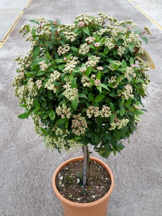 Viburnum t. eve price
