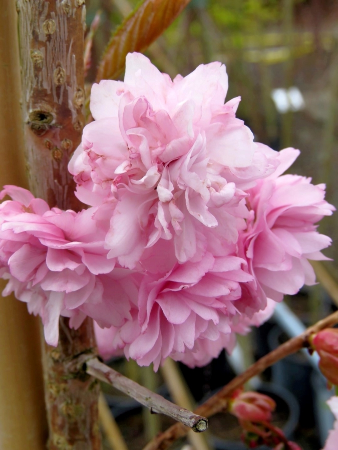 Prunus s. kiku-shidare-sakura
